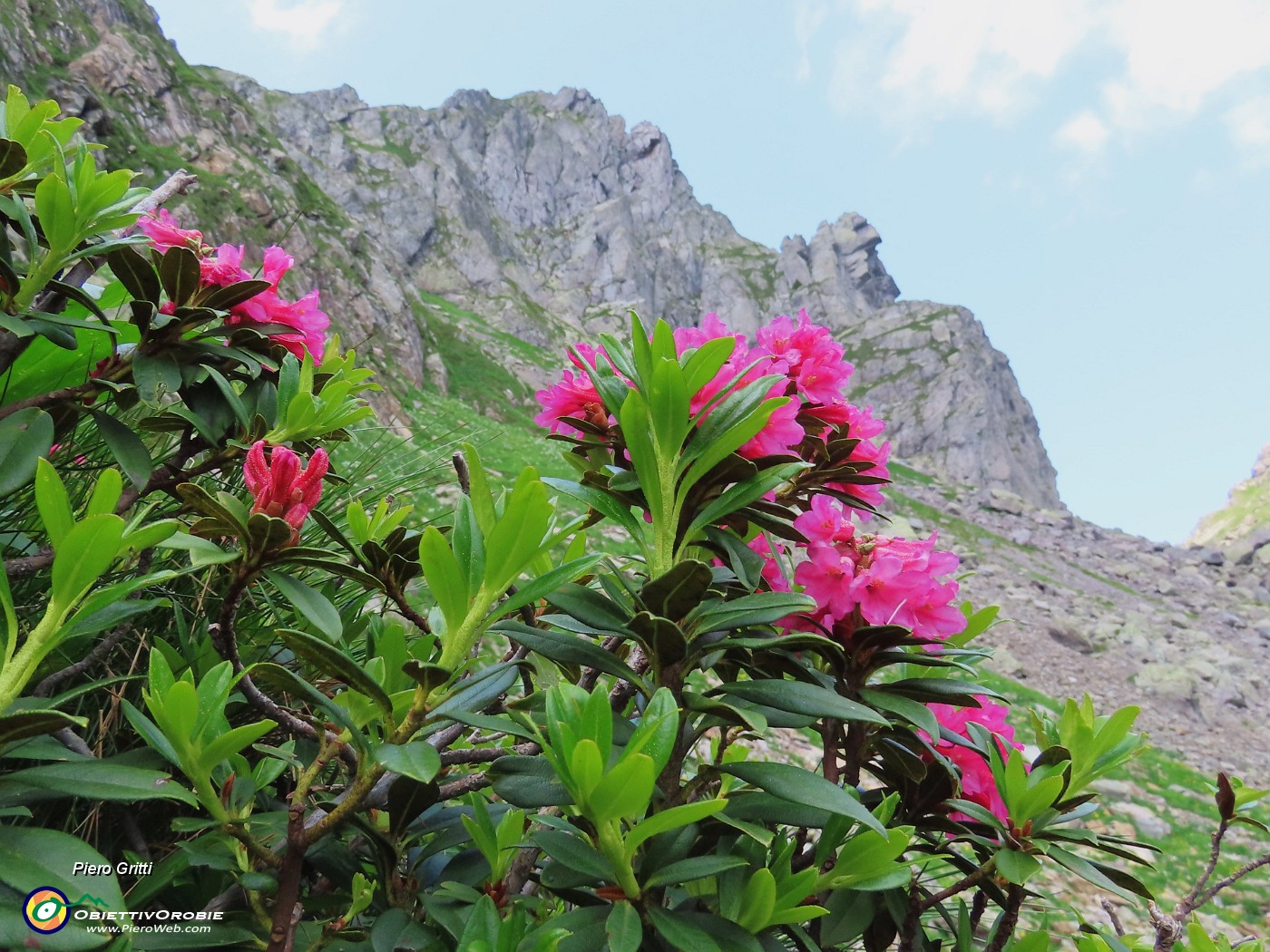 34 Rhododendron ferrugineum (Rododendro rosso) con la Sfinge.JPG